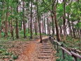 森の散歩道