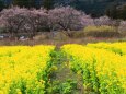 河津桜と菜の花