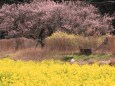 河津桜と菜の花
