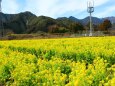 菜の花畑