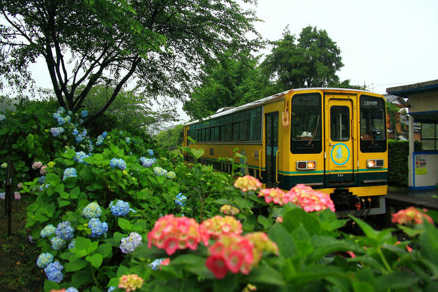 紫陽花に囲まれた駅