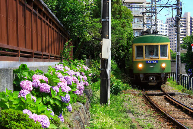 6月の江ノ電といえば