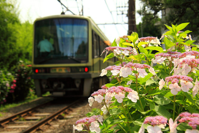 紫陽花街道