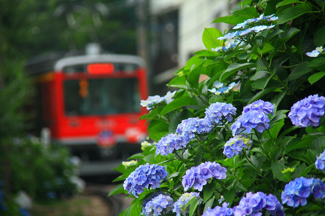 紫陽花が咲く温泉街