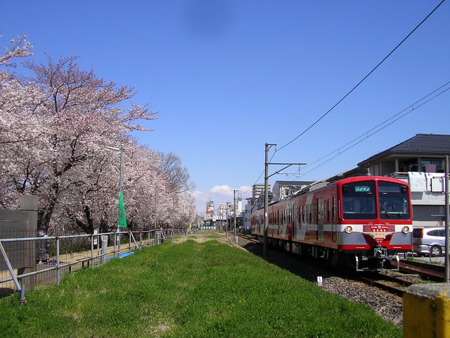 流鉄と桜