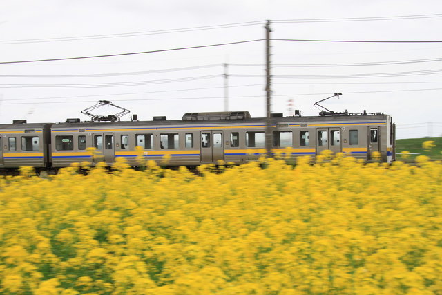 菜の花ラインの211系