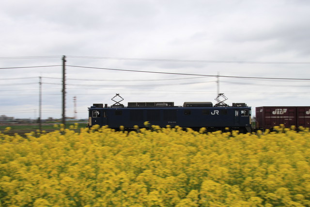 菜の花畑とEF64国鉄色