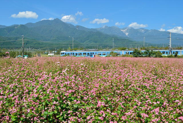 赤そばとアルプスを望む飯田線