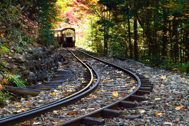 色づく森林鉄道