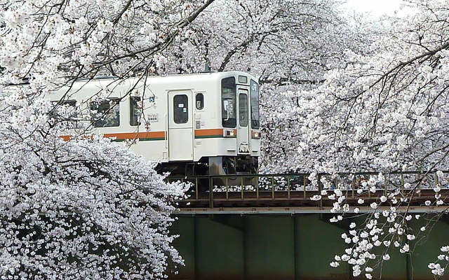 百十郎桜2013 JR_4