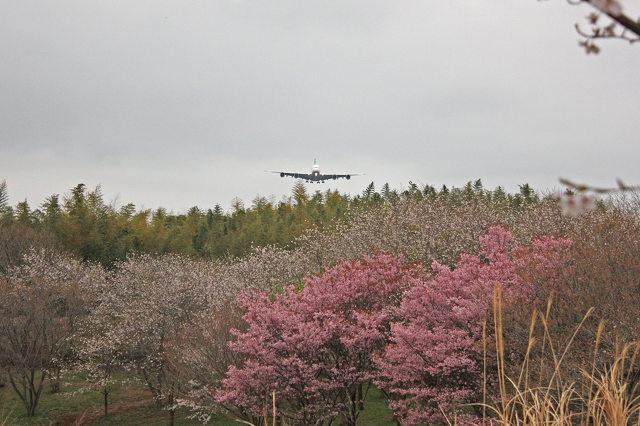 さくらとA380