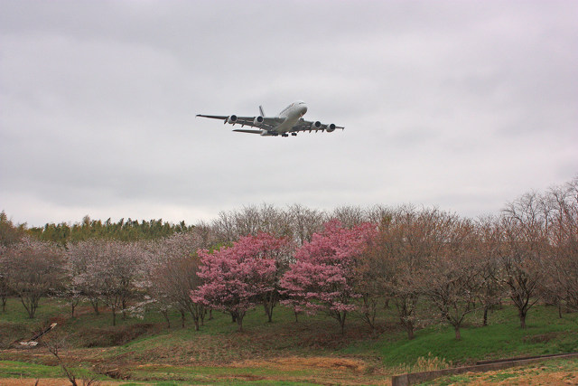 さくらとA380