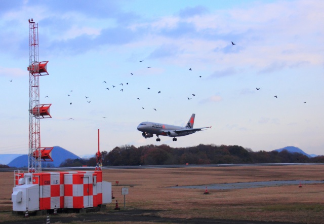 Jetstar カラスの歓迎