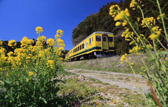 菜の花といすみ350形