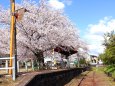 4Kハンディカムで桜の駅