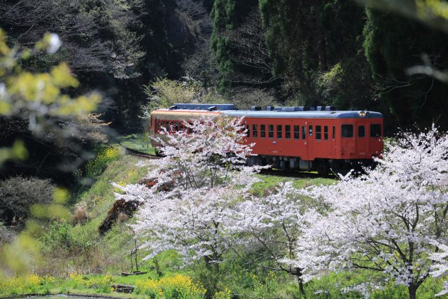 桜といすみ鉄道