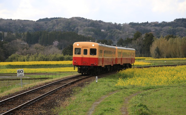 菜の花畑と小湊鉄道