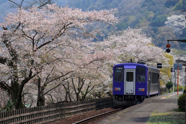 キハ120と桜