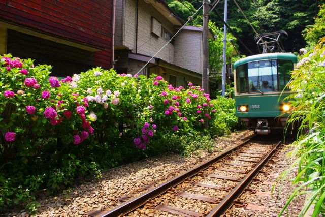 紫陽花の中を走る江ノ電