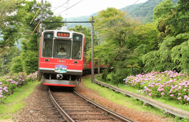 紫陽花の咲く頃