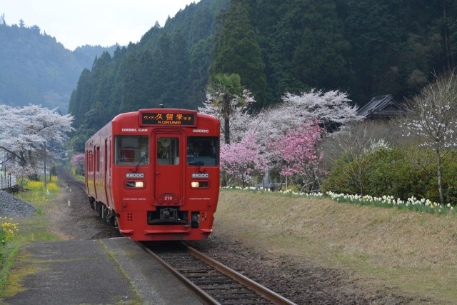 普通列車と桜