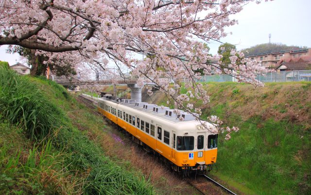 さくらと電車