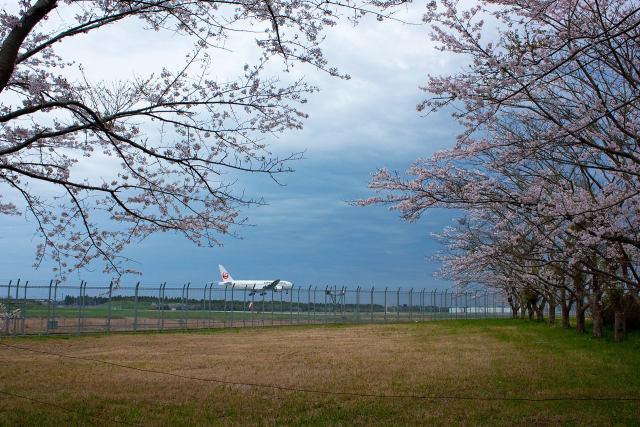 満開の桜とJAL