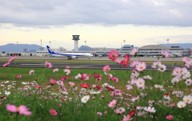 髙松空港に咲くコスモス