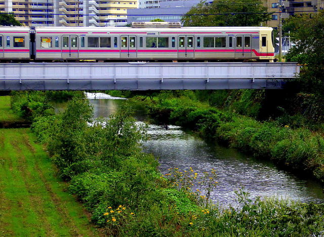 野川を走る京王電車