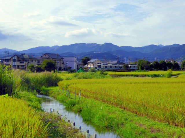 田園を走る小田急線