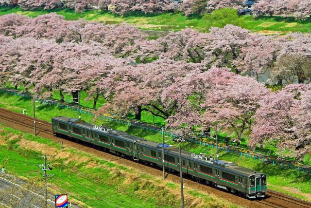 桜並木を往く