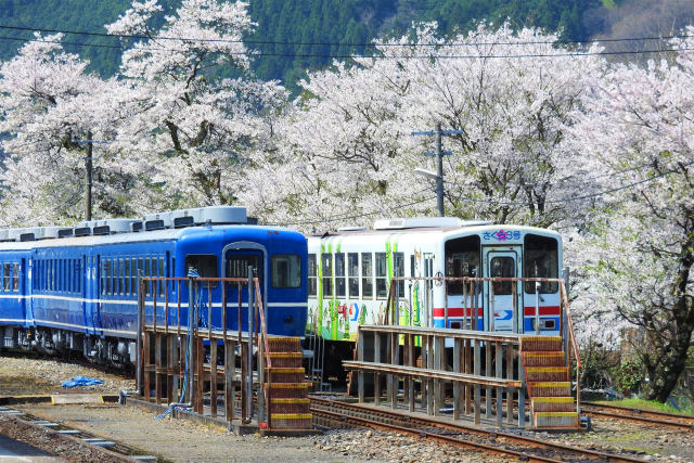 WT3000-桜を背に