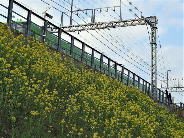 菜の花とラッピング電車