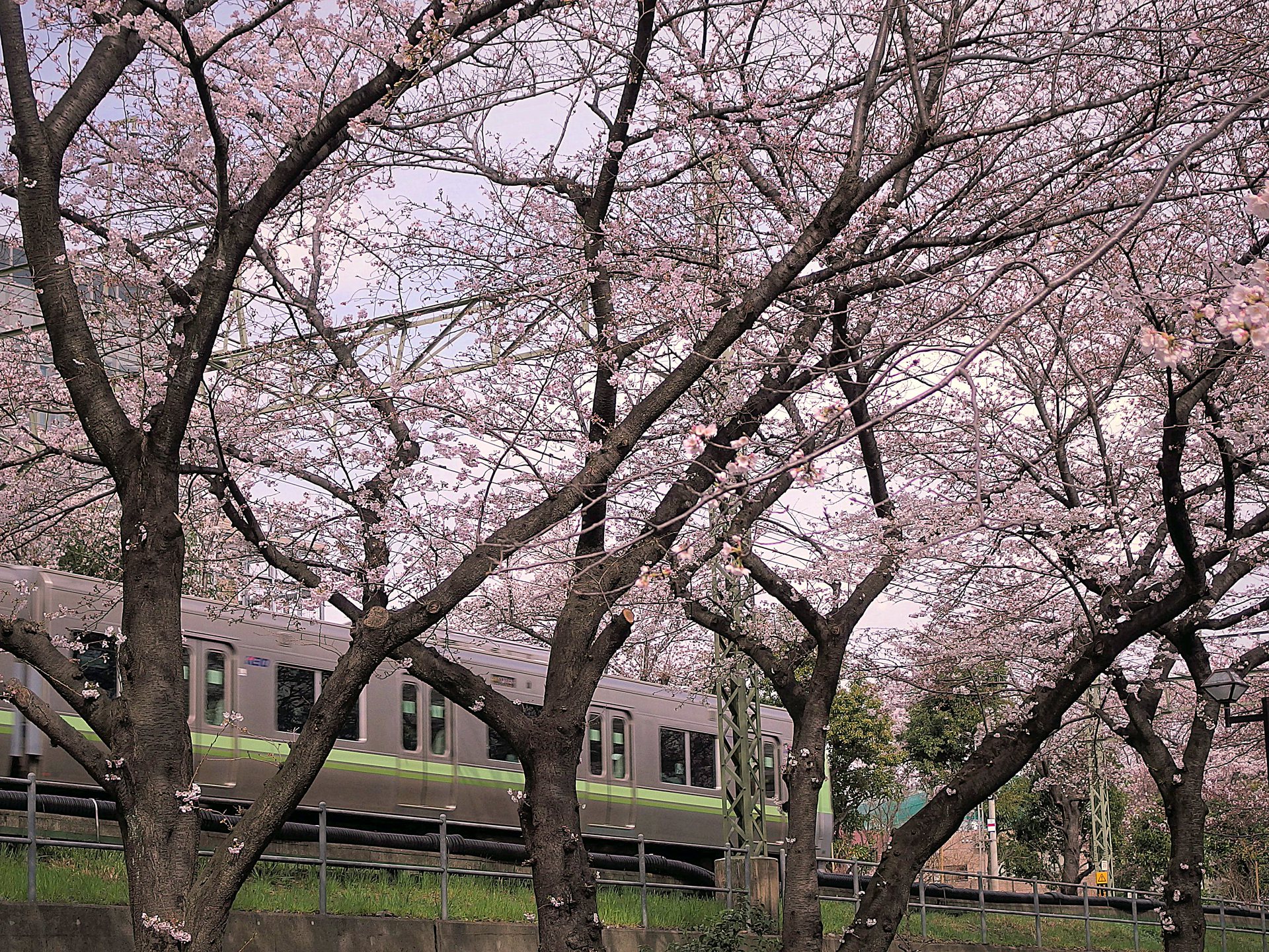 鉄道 電車 京王電車と桜並木 壁紙19x1440 壁紙館