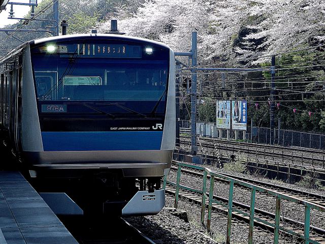 飛鳥山の桜と京浜東北線