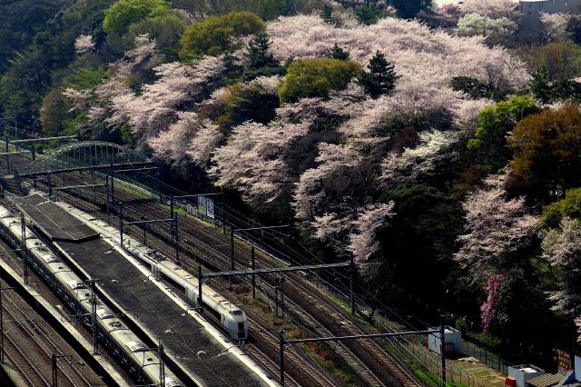 飛鳥山の桜と「あかぎ」