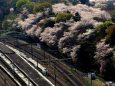 飛鳥山の桜と「あかぎ」