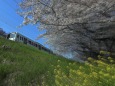 桜と菜の花と西武線