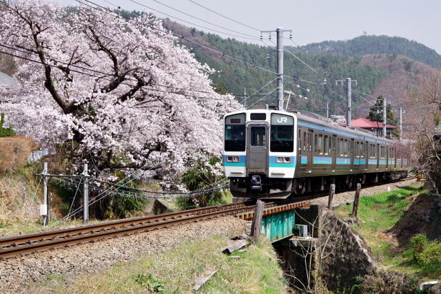 桜と電車