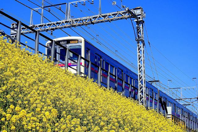 電車と菜の花