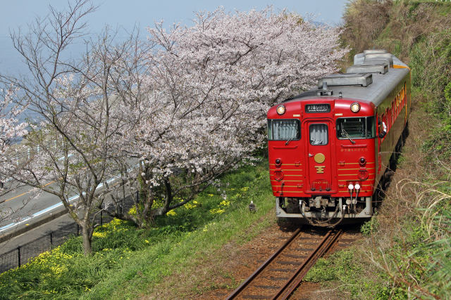 伊予灘ものがたり「桜編」