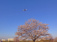 成田空港