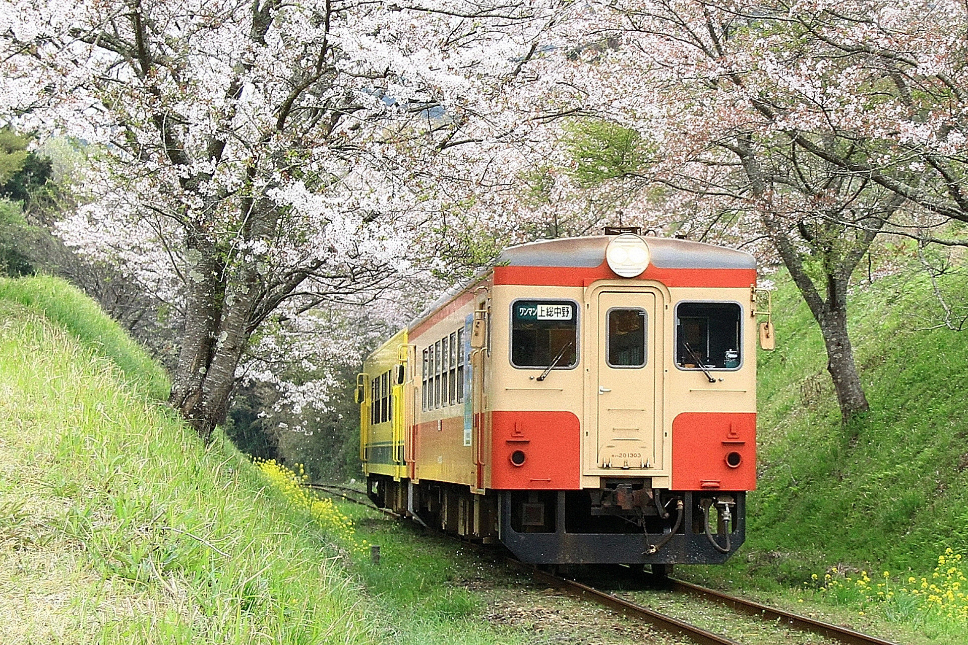 鉄道 気動車 いすみ鉄道 西畑桜の切り通し 壁紙19x1280 壁紙館