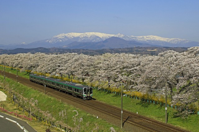 白石千本桜を行く