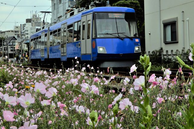 昼咲月見草の中を走る