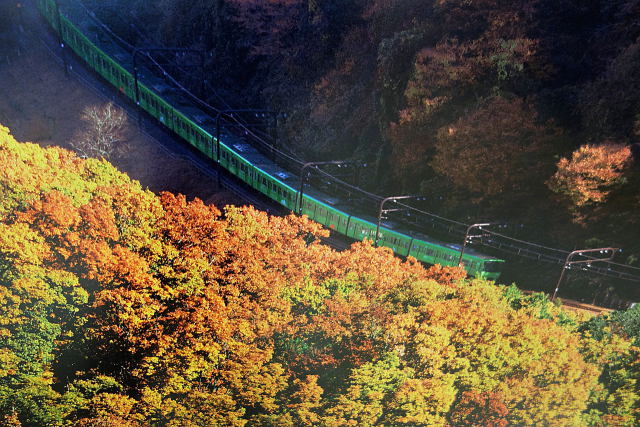 紅葉の中を走る京王電車