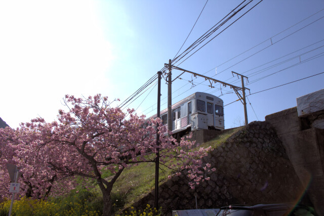 満開の河津桜と伊豆急行8000系