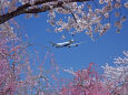 今年の桜は？