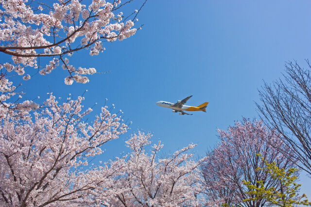 今年の桜は？