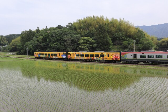 水田を走るアンパンマン列車